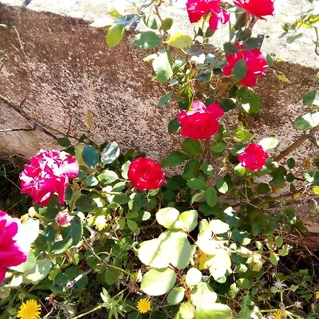 Séjour chez l'habitant La Vecchia Mansarda Olbia